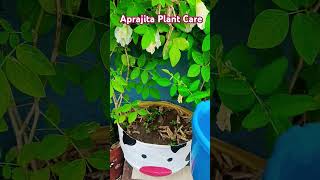 Aparajita Plant Care aparajita sankhpuspi flowers plants shorts [upl. by Esineg]