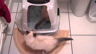 Birman kittens first day home  part 1  unedited [upl. by Meggi]