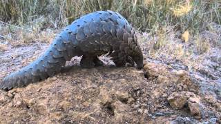 Pangolin Encounter at Wild is Life in Harare ©Kristina Trowbridge [upl. by Alius]