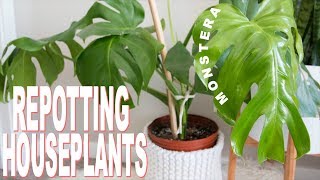 How to Repot a Houseplant  Repotting my Monstera Deliciosa cheese plant [upl. by Ofelia]