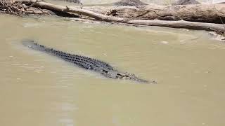 Estuarine Crocodile crossing the causeway at Cahills Crossing [upl. by Akiehsat]