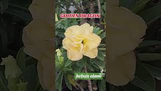 Adenium id  GOLDEN DRAGON [upl. by Nedyaj]