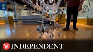 AIpowered robot guide dogs developed for visually impaired [upl. by Gwenneth]