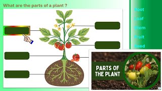 Parts of the Plant Science Grade5 Grade6 MCQ LittleMastery [upl. by Stefan167]