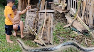 Snakes come to eat chickens and how to create a trap to catch snakes [upl. by Eninotna]