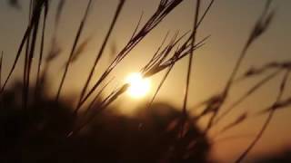 Sunrise through Tall Grass Blowing in the Wind  Royalty Free HD Stock Video Footage [upl. by Sirovaj]