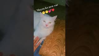 Mayra ke new cat  baby cuty  Mayra crazy  🤭🤭🤭💕💕 [upl. by Dnomar]