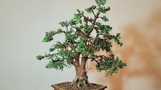 Bonsai Juniper  Juniperus chinensis Blaauw [upl. by Aneehsor]