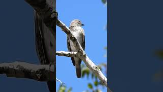 Great Spotted Flycatcher חטפית אפורה ירושלים [upl. by Niwre]