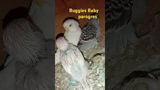 Baggies Parrot Baby Parogres 18 Days [upl. by Woodring]