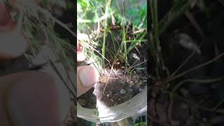 helecho semillas jardin vivero videoshort short plantas [upl. by Vickie]