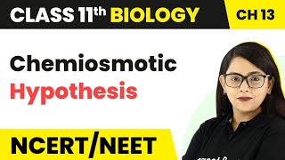 Class 11 Chapter 13  Chemiosmotic Hypothesis  Photosynthesis in Higher Plants  Class 11 Biology [upl. by Normak289]