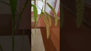 Foxtail Millet Plant [upl. by Hubey]