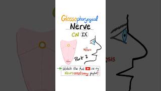 Glossopharyngeal Nerve  9th Cranial Nerve  CN IX  Neuroanatomy Part 2 anatomy [upl. by Alemak]