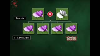 Mendels Law Of Dominance inheritance pattern biology 3danimation science [upl. by Anahsat95]