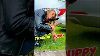 🔥TRAINING K9 DOGS dog puppy dogtraining malinois workingdog [upl. by Baird238]