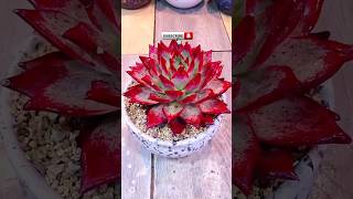 how to care for succulents amazing succulent shortsfeed plantscare [upl. by Herrah735]