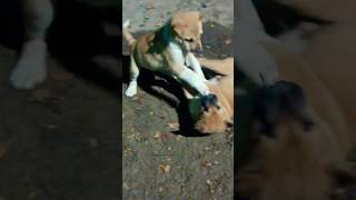 Puppy fight pitbull puppy puppydog pitbull pets trending shortsfeed youtubeshort shorts [upl. by Ilecara37]