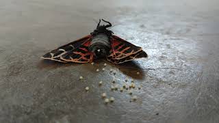 Butterfly laying eggs [upl. by Stiles]