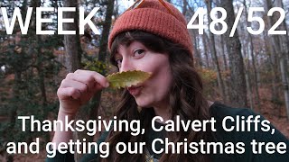 Week 4852  Thanksgiving Calvert Cliffs and getting our Christmas tree [upl. by Thaddeus]