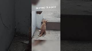 No Creerás El Dolor Que Este Gatito Sufrió Antes De Ser Rescatado 💔 [upl. by Nylaj]