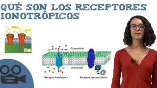 Los receptores ionotrópicos  Ejemplos y farmacología [upl. by Court669]