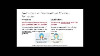 Protostomes vs Deuterostomes [upl. by Malachy540]