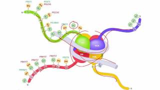 Molecular Biology Basics Lesson 6  Chromatin remodeling [upl. by O'Connell442]