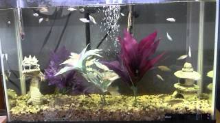 Aqueon 13 gallon fish tank [upl. by Griffiths181]