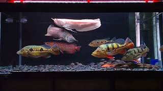 Comtank 3 ikan arwana dan Peacock Bass  AMANN [upl. by Ennovahc]