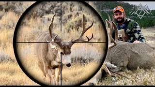 Black Hills Public Land Monster Mule Deer  Wyoming 2020  4K [upl. by Lekzehcey]