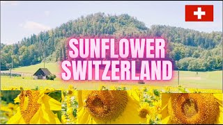 SUNFLOWER FIELD IN SWITZERLAND india phillipines indonesia subscribers subscribe switzerland [upl. by Daveda]