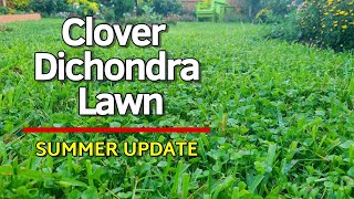 Clover and Dichondra Lawn  Summer Update June 2024  Lawncare and Landscape Maintenance [upl. by Brasca]