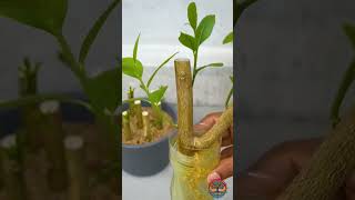 Propagate lemon stem with cactus shorts ytshortsindia ytshorts [upl. by Marmawke80]