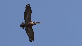 Spotbilled Pelican in Flight 4K [upl. by Cline]