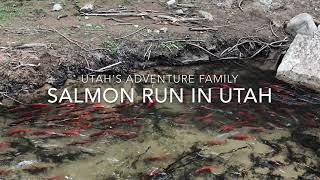 Kokanee Salmon Run in Utah [upl. by Ohcirej]