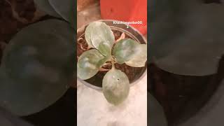 Kalanchoe plants indoorplantplantnursery flowers gardeningtips kalanchoe diy ytshorts [upl. by Eugenle799]