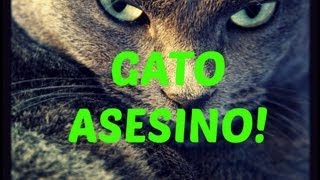 Gato comiendo raton NO APTO PARA ASQUEROSOS [upl. by Nihcas]