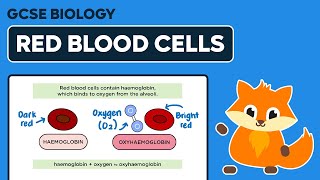 Red Blood Cells  GCSE Biology [upl. by Ahsikrats838]