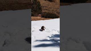 Corgis in Melting snow corgi nature colorado snow dogs cute [upl. by Kucik193]