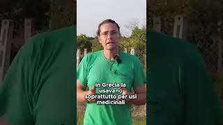 Da dove arriva la BARBABIETOLA   GUARDA IL VIDEO COMPLETO shorts [upl. by Ahseinaj]