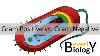 Gram Positive vs Gram Negative Bacteria [upl. by Nyluqcaj]