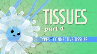 Tissues Part 4  Types of Connective Tissues Crash Course Anatomy amp Physiology 5 [upl. by Cruce]