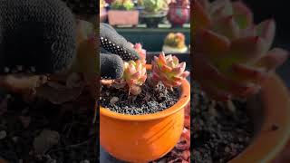 Useful tips for succulents 🪴 suculentas 다육이들 多肉植物 garden Shorts [upl. by Nrol]