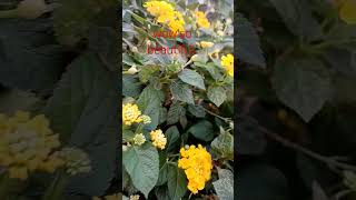 Lantana plant highlights everyone lantanaplant youtubeshort pinayofwvlog [upl. by Lednyc337]