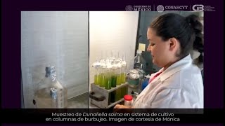 Dunaliella salina recurso biotecnológico de Baja California Sur [upl. by Aissila]