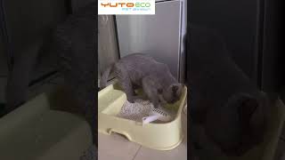 Cat litter china supplierBest than mineral cat litterCat litter testCat litter factory pricepets [upl. by Rizzi705]