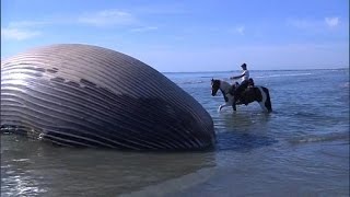 Une baleine de quinze tonnes échouée sur une plage camarguaise [upl. by Orrocos624]