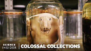 Why 11 Million Embalmed Specimens Are Stored In The Field Museums Basement  Colossal Collections [upl. by Drawyeh]