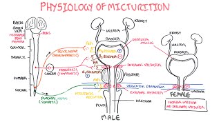 Physiology of Micturition [upl. by Bamby479]